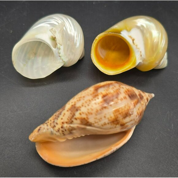 Natural Seashells Snail Hermit Crab Spiral Shells & Volute Cymbiola DH1363 - Picture 5 of 8